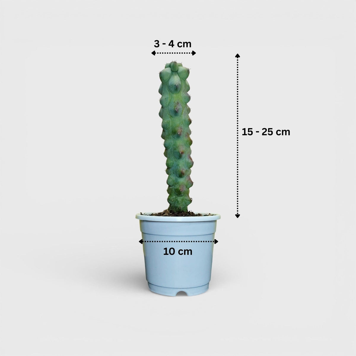 Blue Boob Cactus Live Plant – Big Size Myrtillocactus Geometrizans | Bare Rooted Cactus