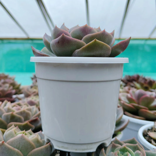 Echeveria Love of Surprise – Rare & Unique Succulent | Big Size Colorful Rosette – Bare-Rooted - Frek