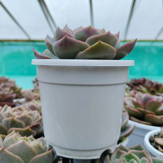 Echeveria Love of Surprise – Rare & Unique Succulent | Big Size Colorful Rosette – Bare-Rooted