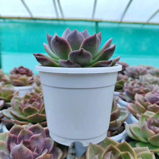 Echeveria Purple Delight – Rare Large Rosette with Soft Lilac Glow – Bare-Rooted