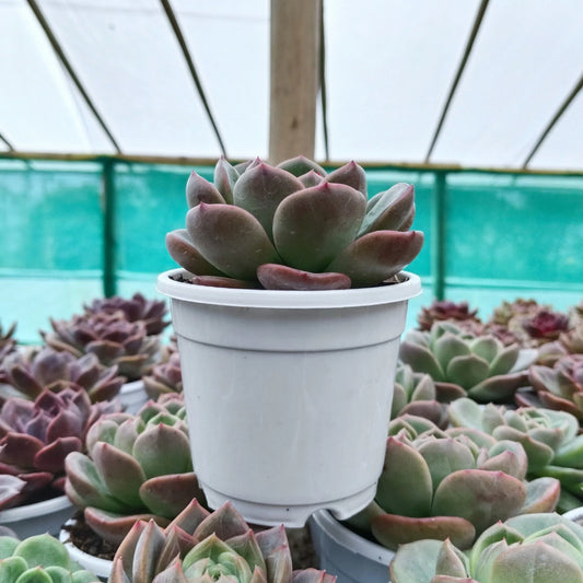 Echeveria Longissima – Rare & Unique Succulent | Big Size Premium Rosette Plant – Bare-Rooted - Frek