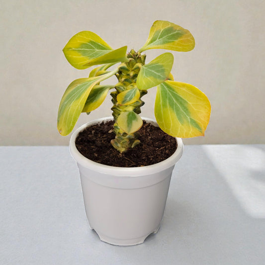 Euphorbia Monadenium Bare-Rooted Succulent - African Milk Barrel