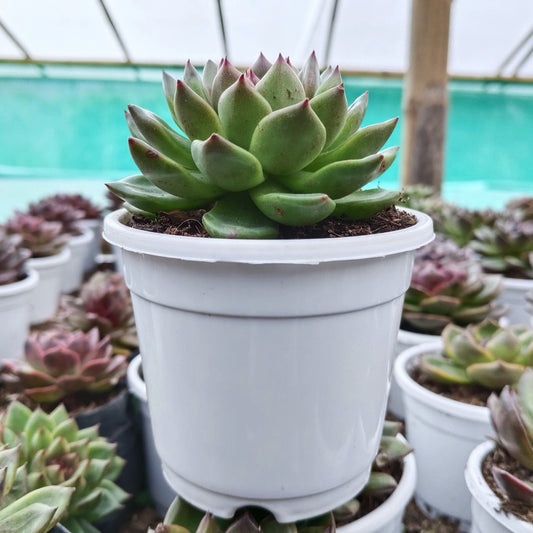 Echeveria Agavoides Amber Green | Rare & Own-Rooted