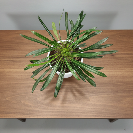 Pachypodium Lamerei - Madagascar Palm | Rare Hardy Indoor Caudex Plant | Bare Rooted