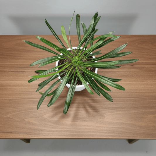 Pachypodium Lamerei - Madagascar Palm | Rare Hardy Indoor Caudex Plant | Bare Rooted