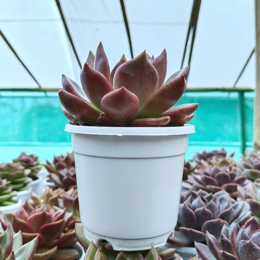 Echeveria Agavoides Red Spikes - Big Size | Rare & Unique Collector Succulent | Dramatic Color