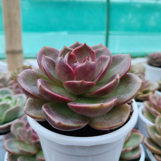 Echeveria Red Lotus - Rare Echeveria | Deep Ruby Rosette | Premium Indoor Succulent | Big Size – Bare-Rooted
