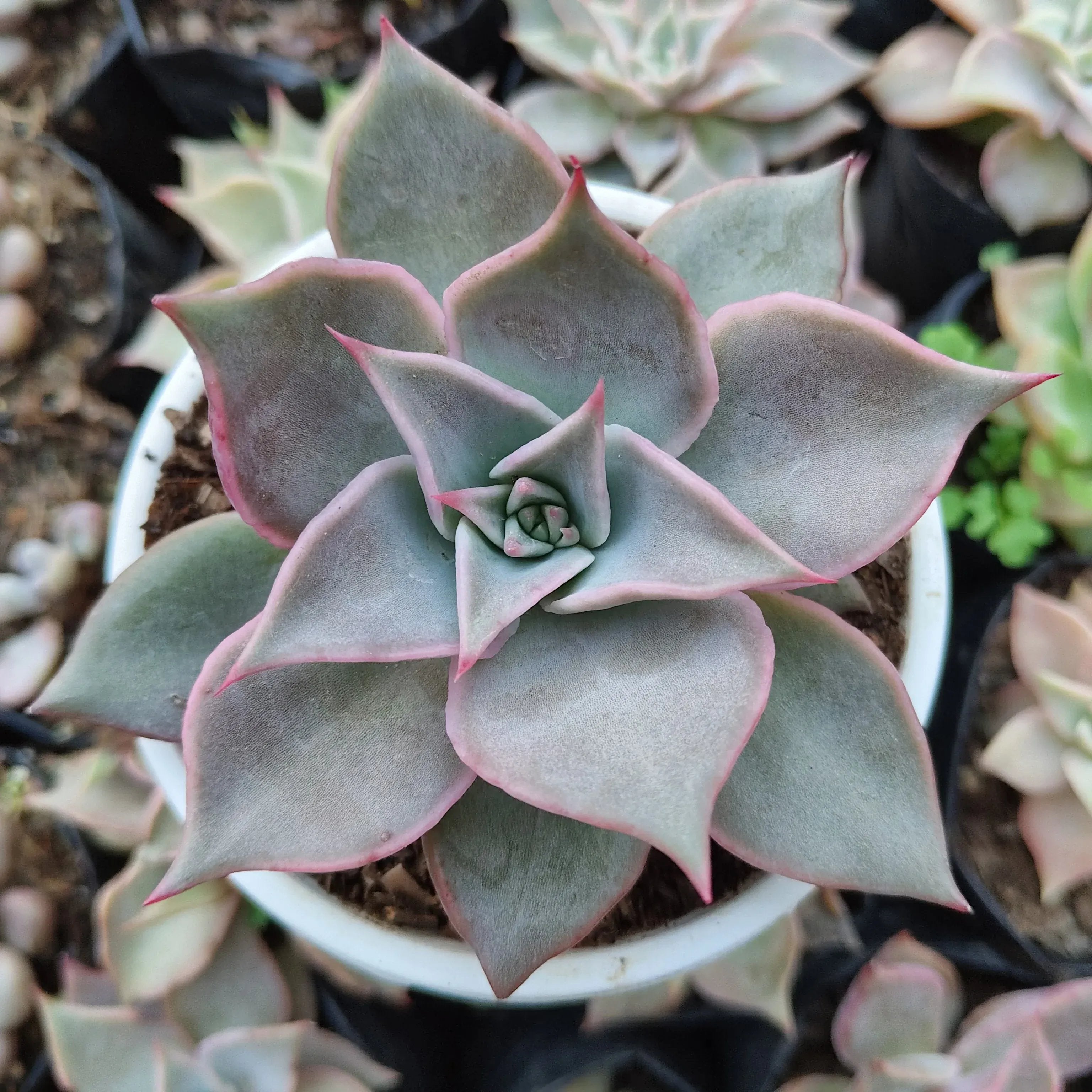 madiba succulent Buy Echeveria Madiba Online India