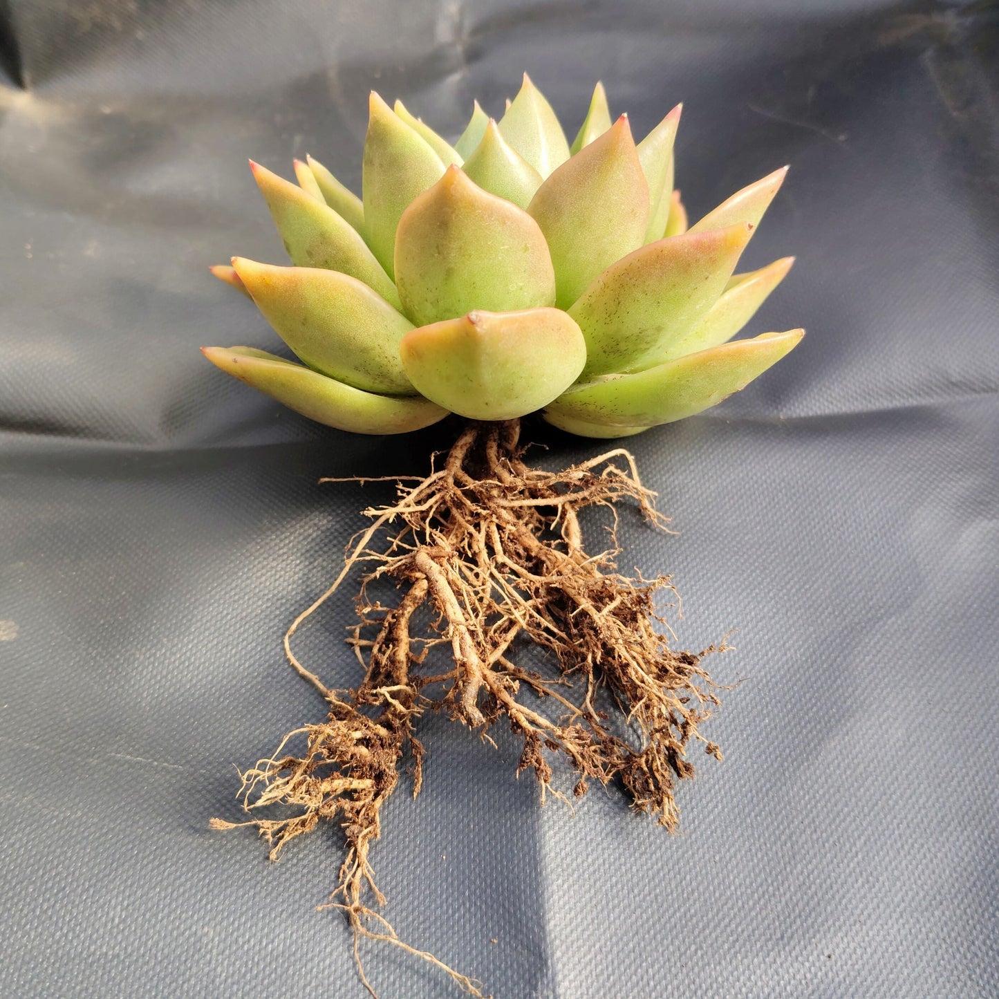 Echeveria Agavoides Ebony Bare-Rooted Hybrid - Rare Succulent | Indoor Collector Plant
