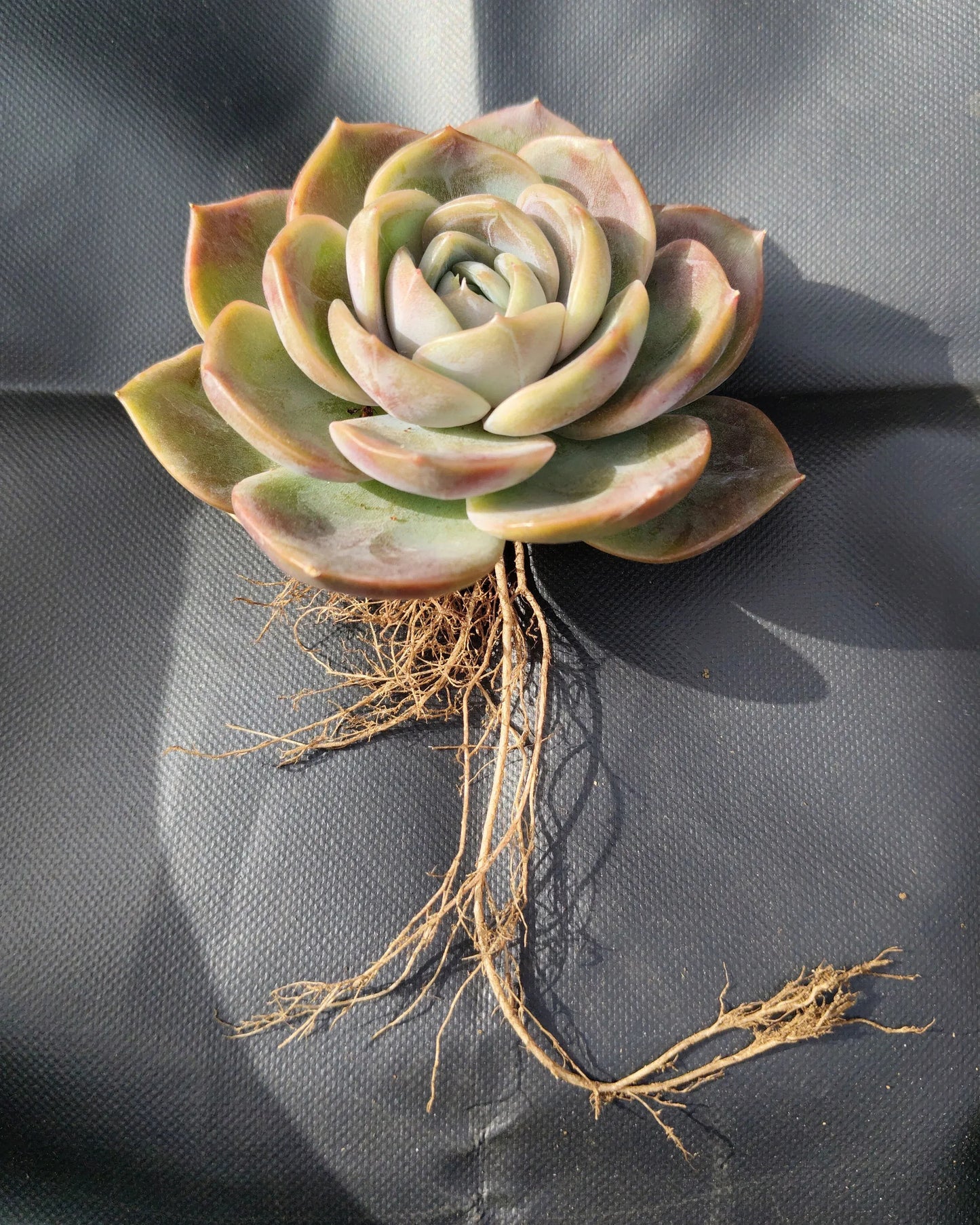 Echeveria Love of Surprise – Rare & Unique Succulent | Big Size Colorful Rosette – Bare-Rooted