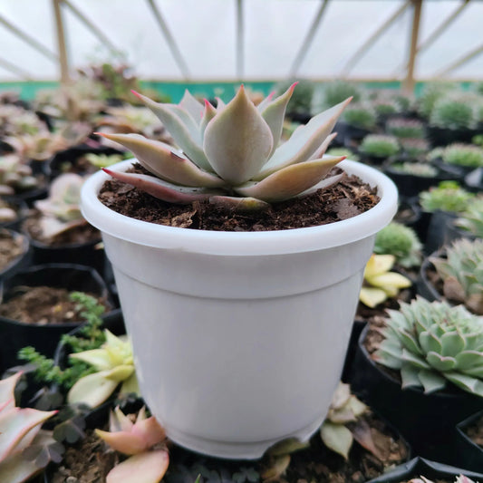 Echeveria Korean Madiba: Bare Rooted – Bare-Rooted