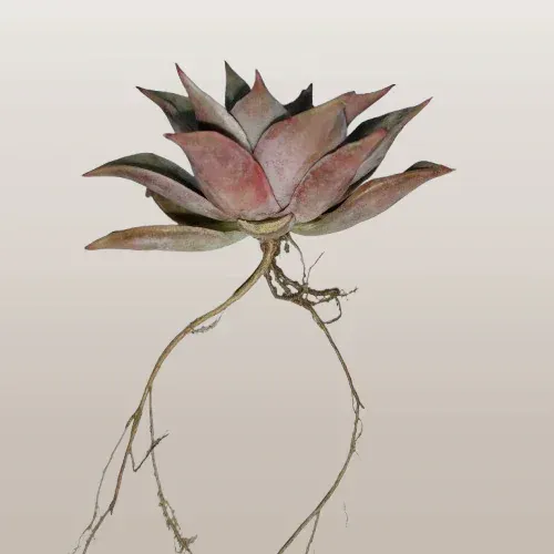 Echeveria Korean Madiba: Bare Rooted – Bare-Rooted