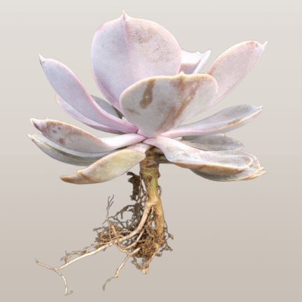 Pearl Von Succulent - Echeveria ‘Pearl von Nurnberg’ | Bare-Rooted