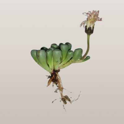 Fenestraria Rhopalophylla (Baby Toes) Succulent | Bare-Rooted – Nature’s Little Wonder