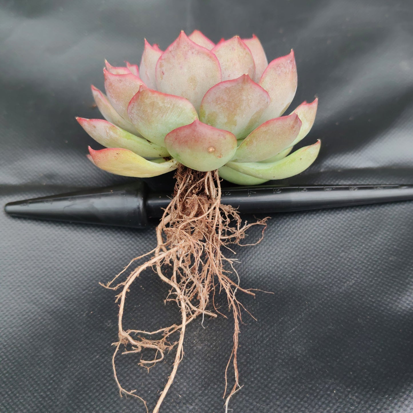Echeveria Egeria Pink Edge - Bare Rooted | Rosette with Pink Trim