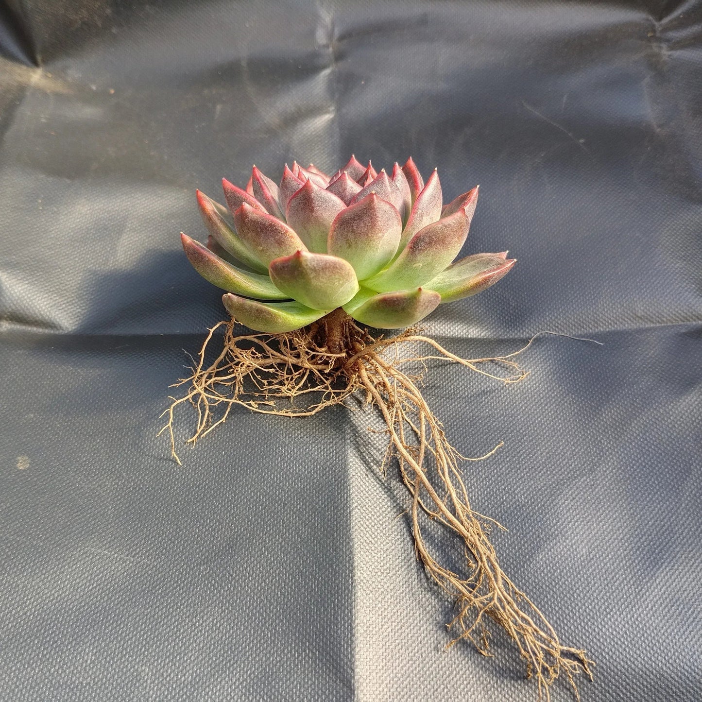 Echeveria Purple Delight – Rare Large Rosette with Soft Lilac Glow – Bare-Rooted