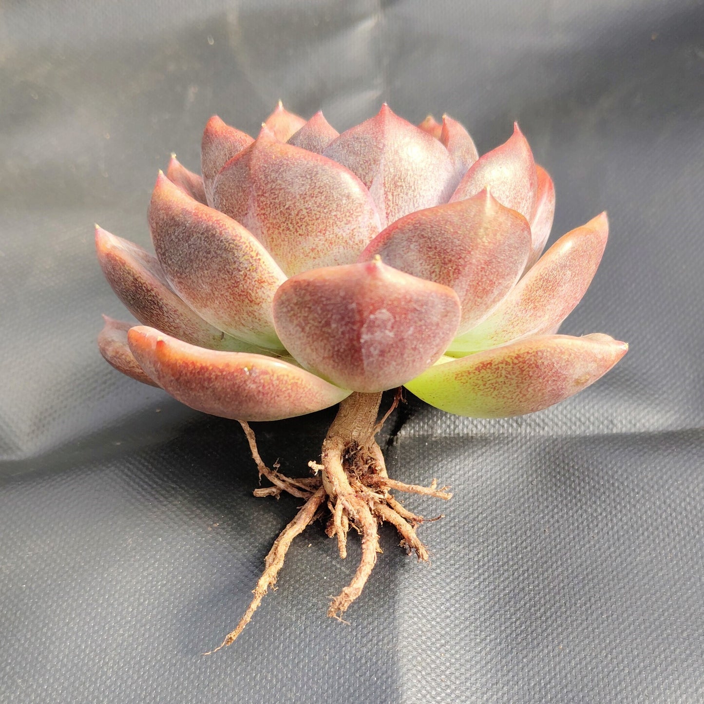 Echeveria Purple Blue Grapes – Rare & Unique Big Size Succulent Plant – Bare-Rooted