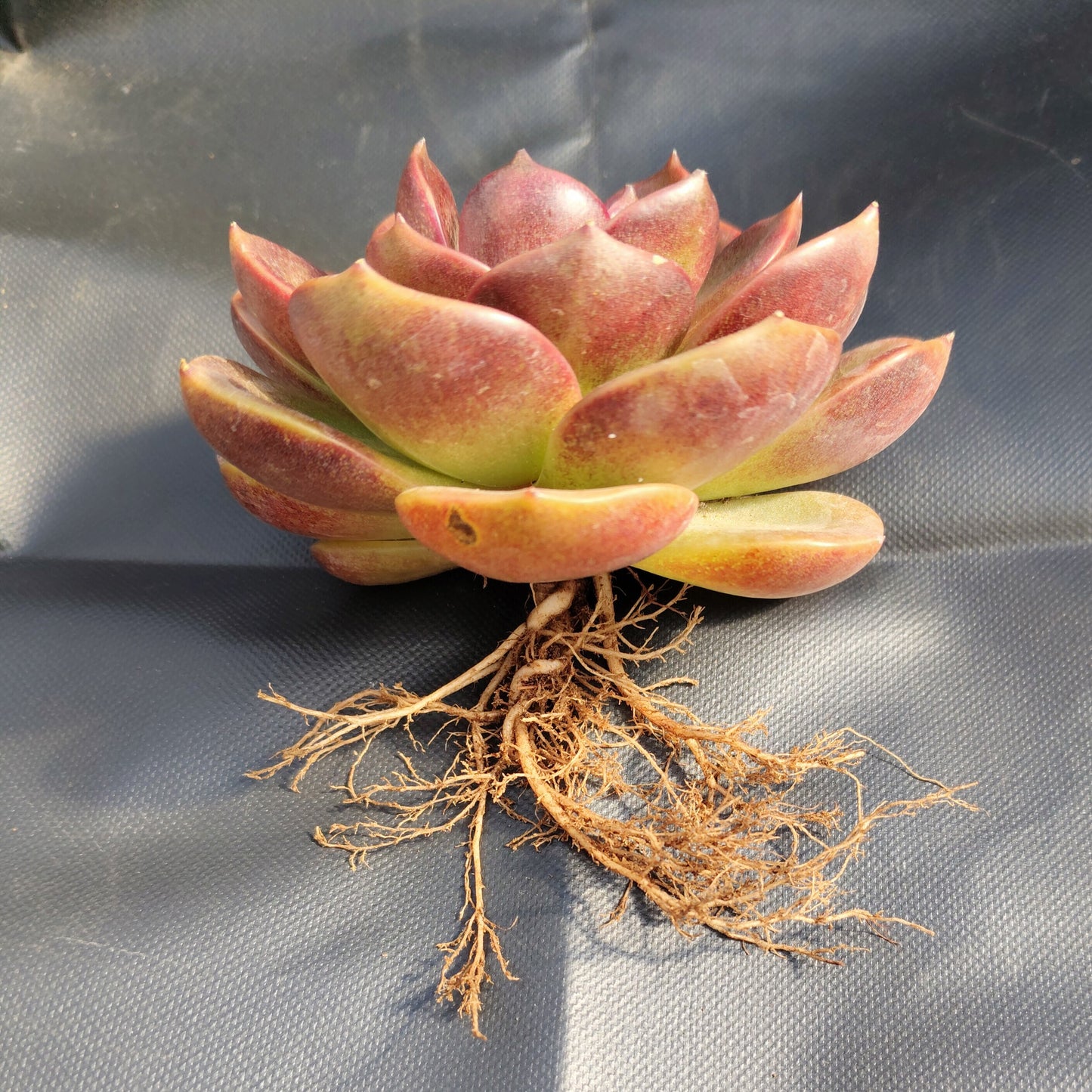 Echeveria Red Lotus - Rare Echeveria | Deep Ruby Rosette | Premium Indoor Succulent | Big Size – Bare-Rooted