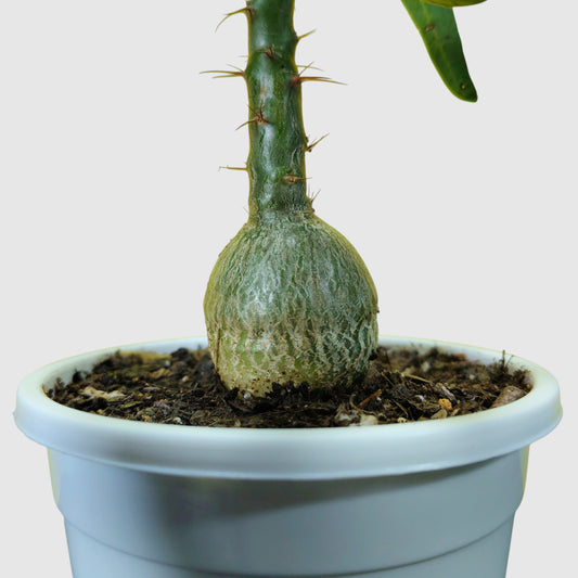 Pachypodium Succulentum: Stunning Madagascar Palm for Your Home | Fat Caudex Bonsai | Rare Exotic Succulent | Bare-Rooted