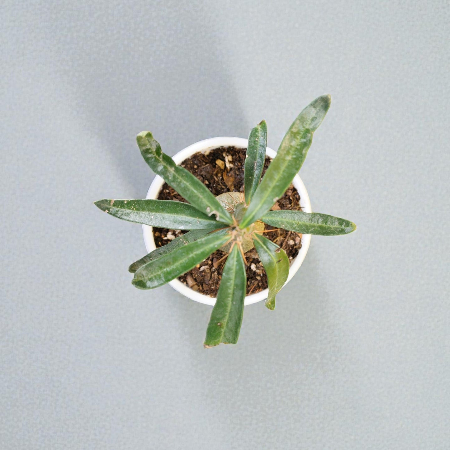 Pachypodium Succulentum: Stunning Madagascar Palm for Your Home | Fat Caudex Bonsai | Rare Exotic Succulent | Bare-Rooted
