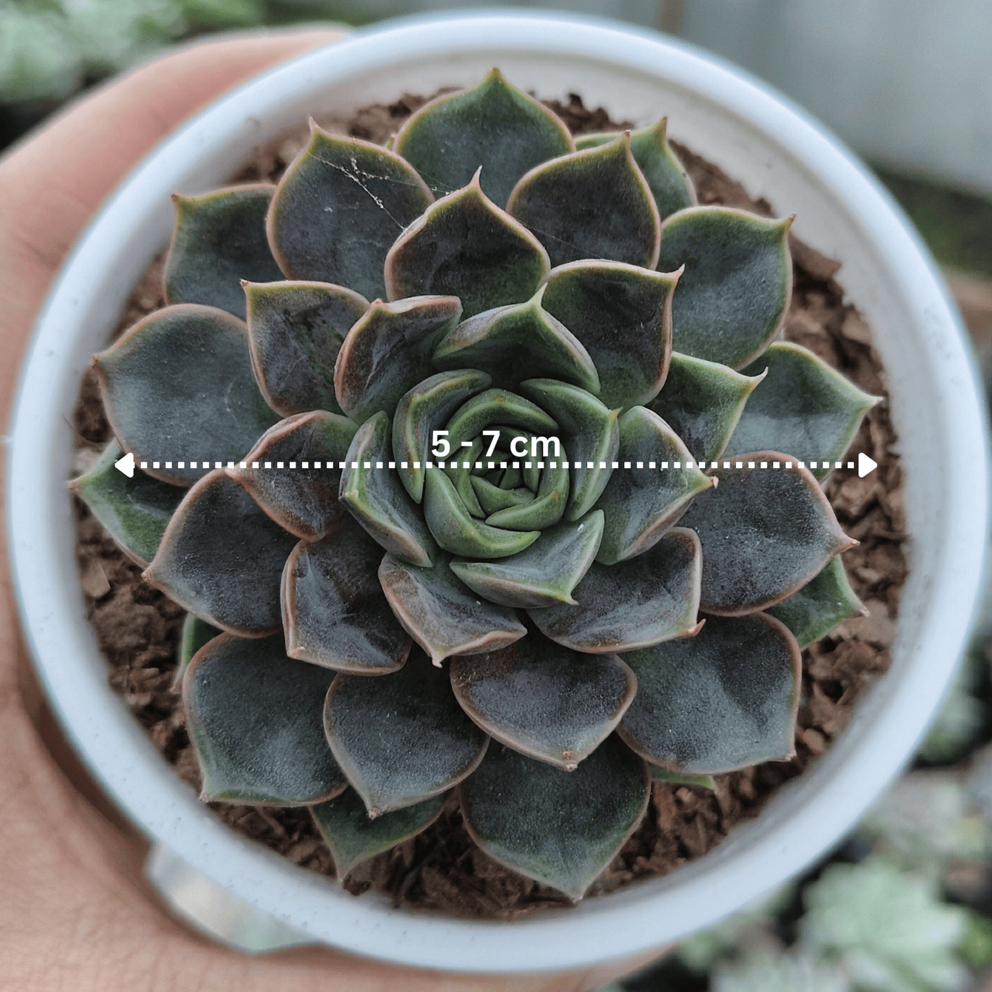 Echeveria Blue Raspberry – Bare Rooted | Premium Succulent for Home Decor – Bare-Rooted