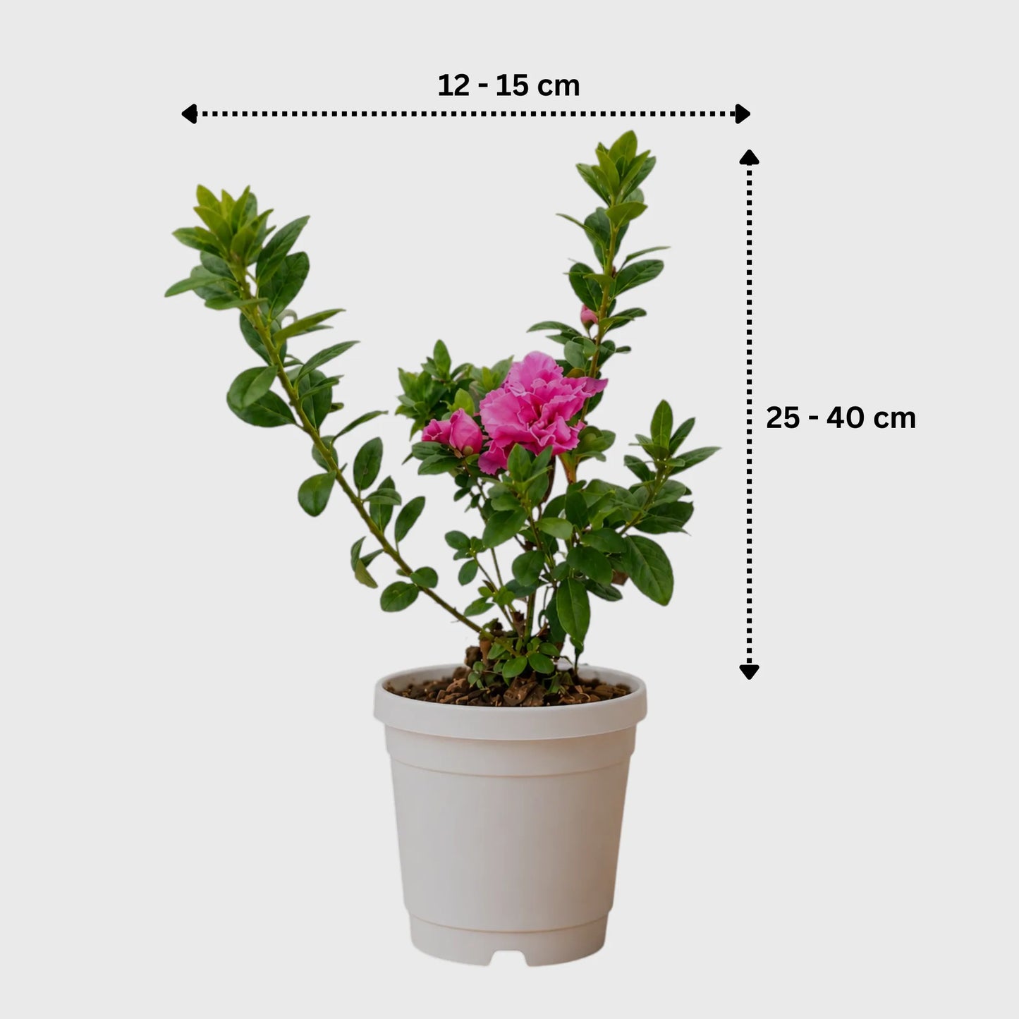 Azalea Hot Pink | Well Rooted Mature Flowering Plant