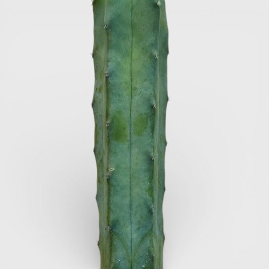 Blue Candle Cactus Live Plant