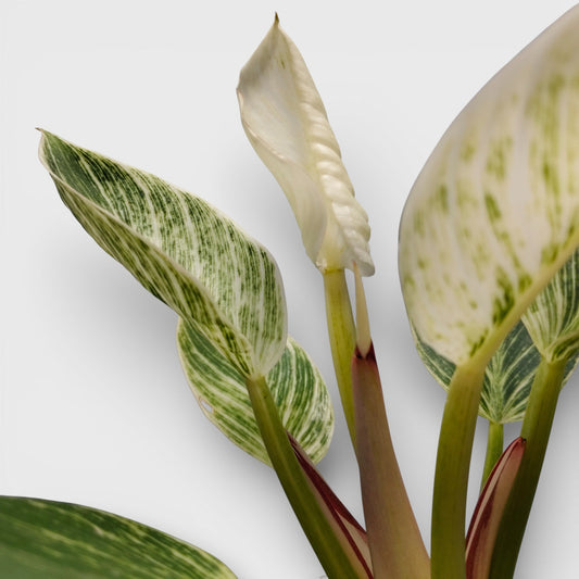 Elegant white-striped foliage makes Philodendron Birkin a standout indoor plant for modern homes.