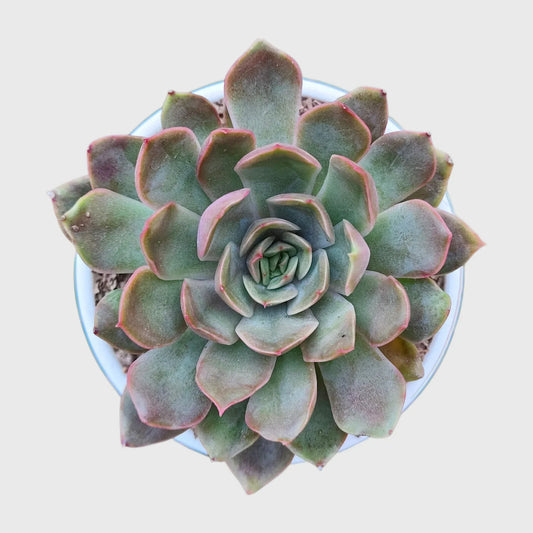 Succulent Combo Set of 5, Collector Succulent Set, Colourful Succulent Mix Well Rooted Mature Bare Rooted Live Plants | Free Shipping