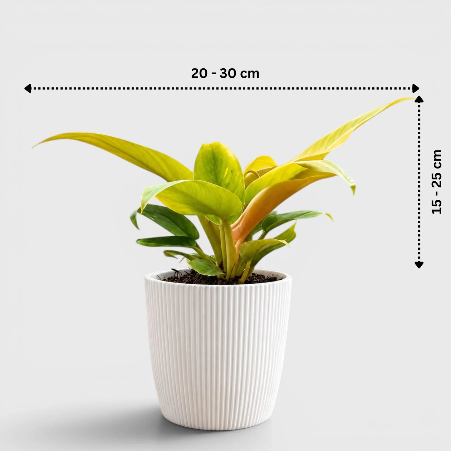 Rare Indoor House Plants Combo Set of 3 | Well Rooted Mature Plants