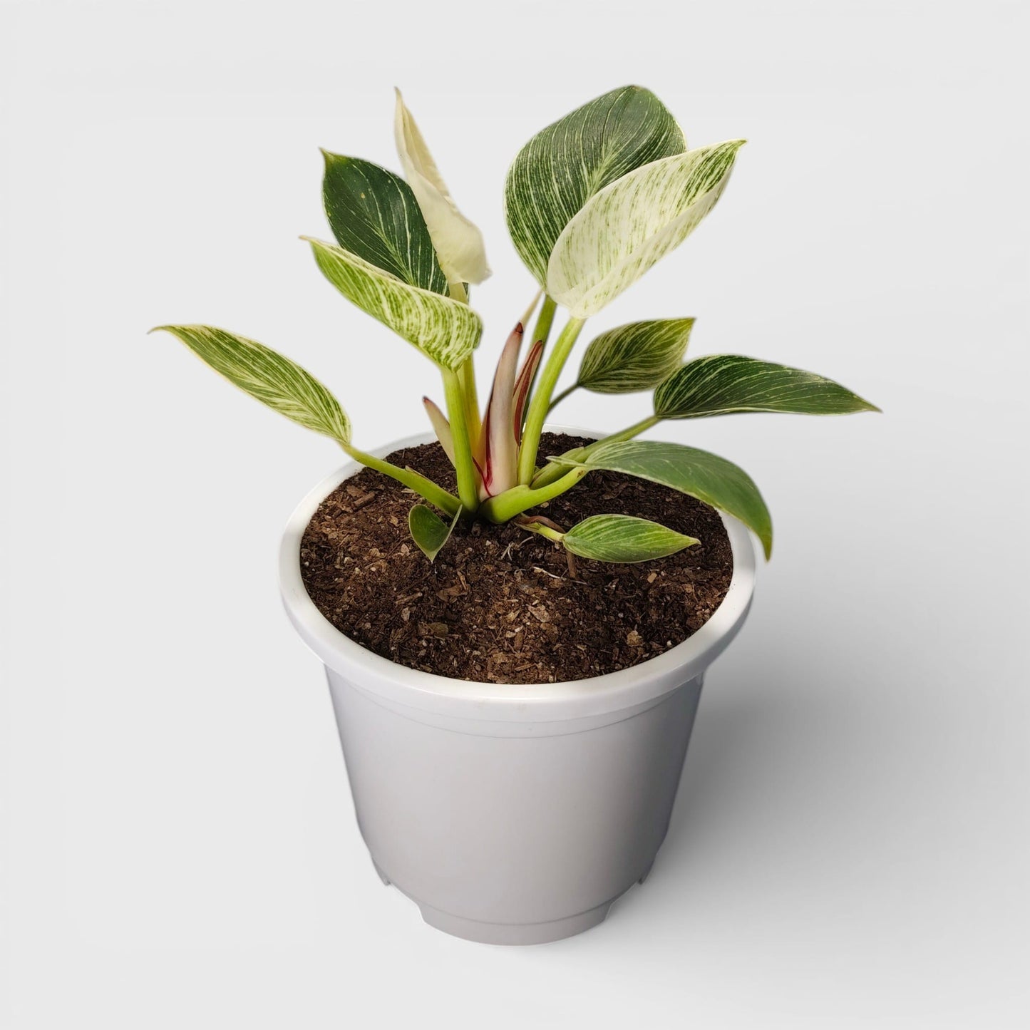 Philodendron Birkin – White Striped Foliage | Easy Care Indoor Plant | Rare Indoor Plants | Air Purifying Plants