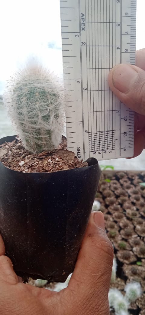 Peruvian Old Man Cactus (Espostoa lanata) Live Plant — Well Rooted & Mature
