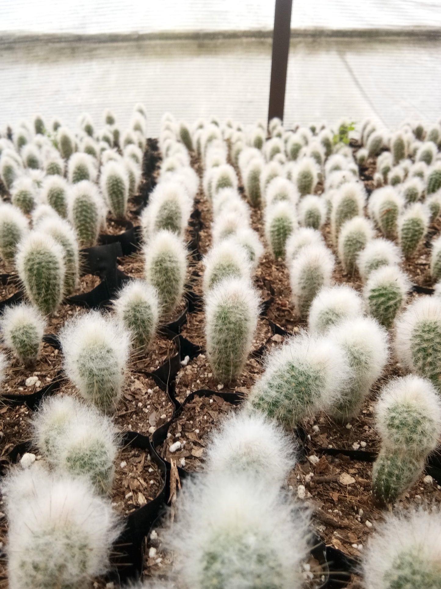 Peruvian Old Man Cactus (Espostoa lanata) Live Plant — Well Rooted & Mature