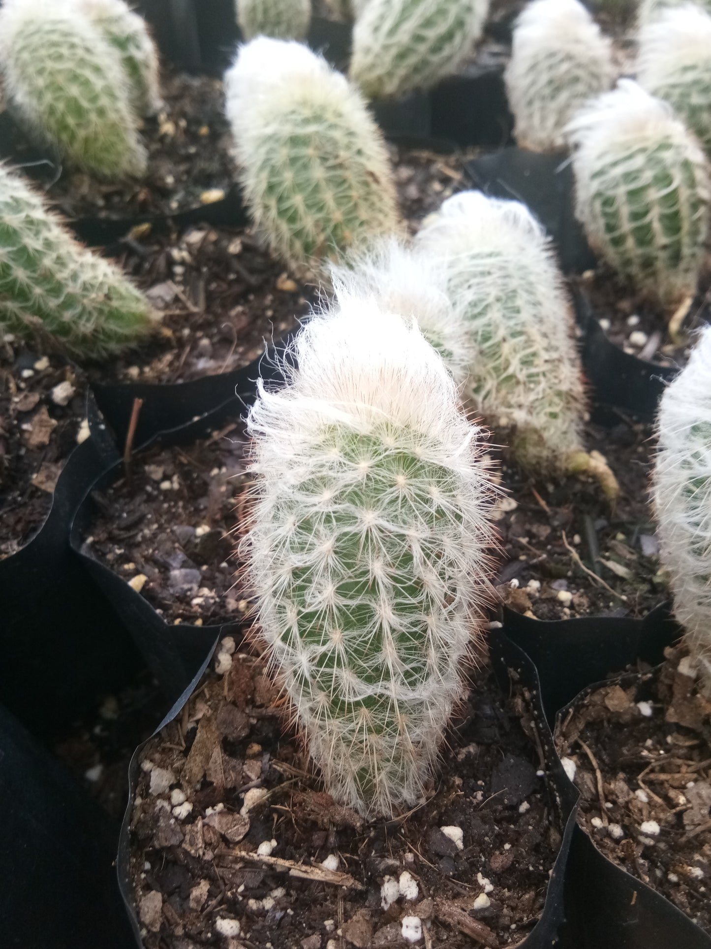 Peruvian Old Man Cactus (Espostoa lanata) Live Plant — Well Rooted & Mature