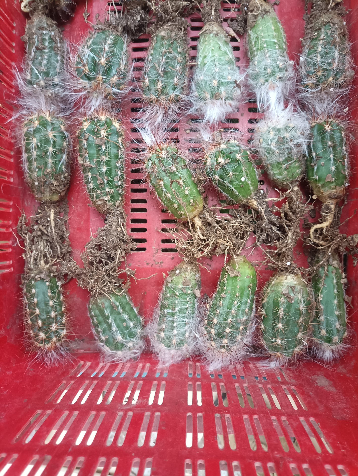 Oreocereus Celsianus (Old Man Cactus – Red Spine, Bare Rooted Live Plant)