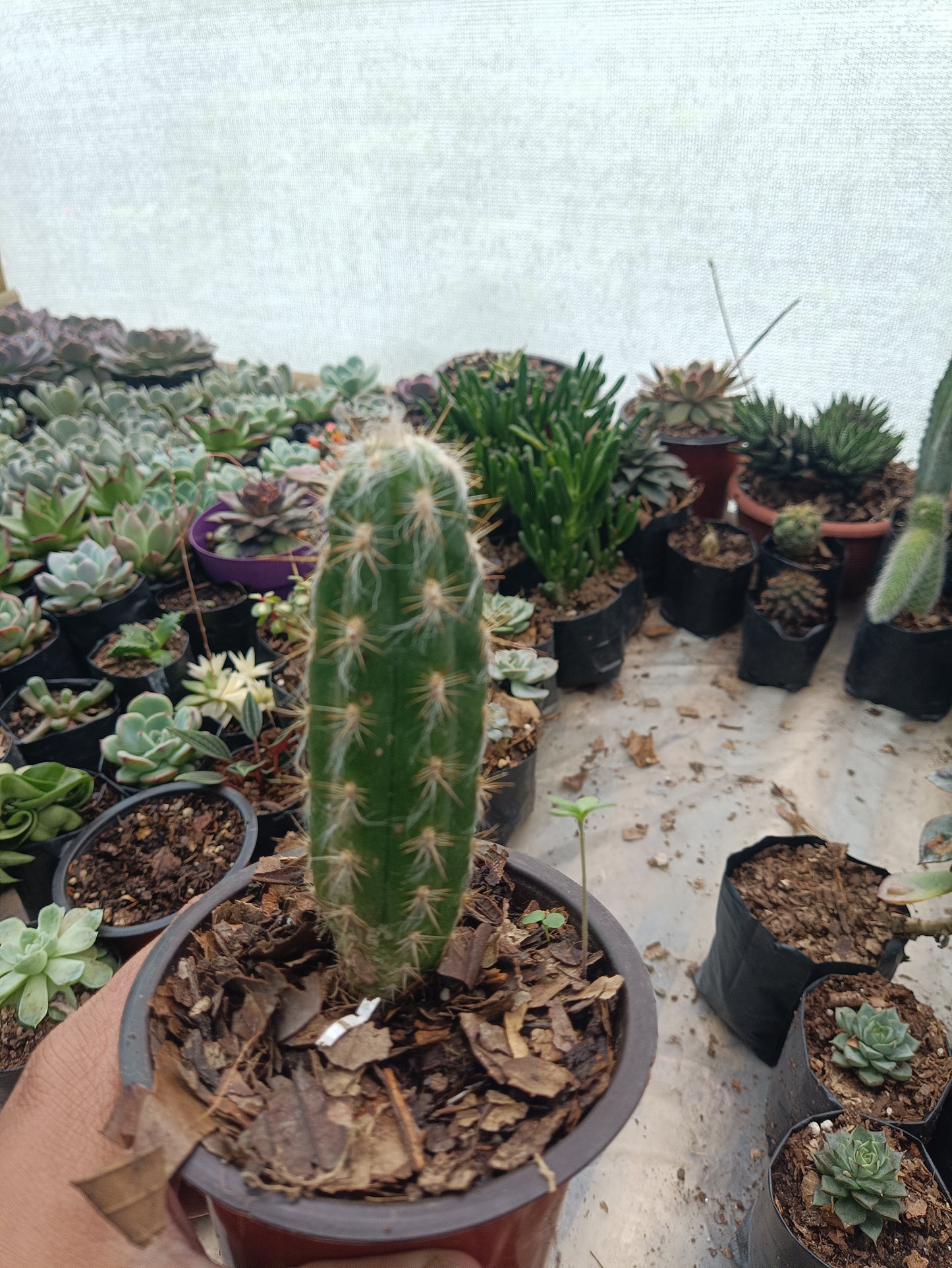 Oreocereus Celsianus (Old Man Cactus – Bare Rooted Live Plant)