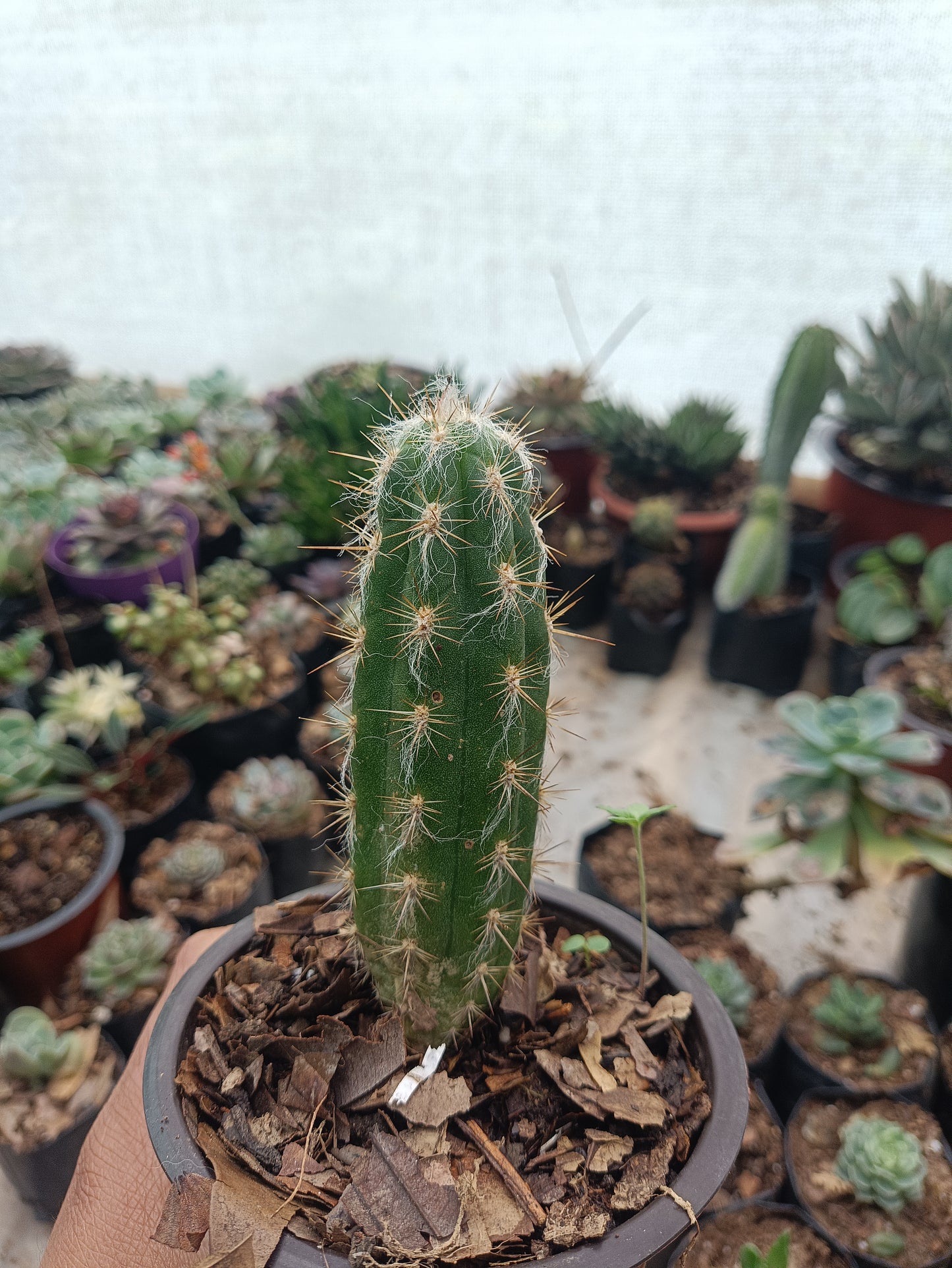 Oreocereus Celsianus (Old Man Cactus – Bare Rooted Live Plant)