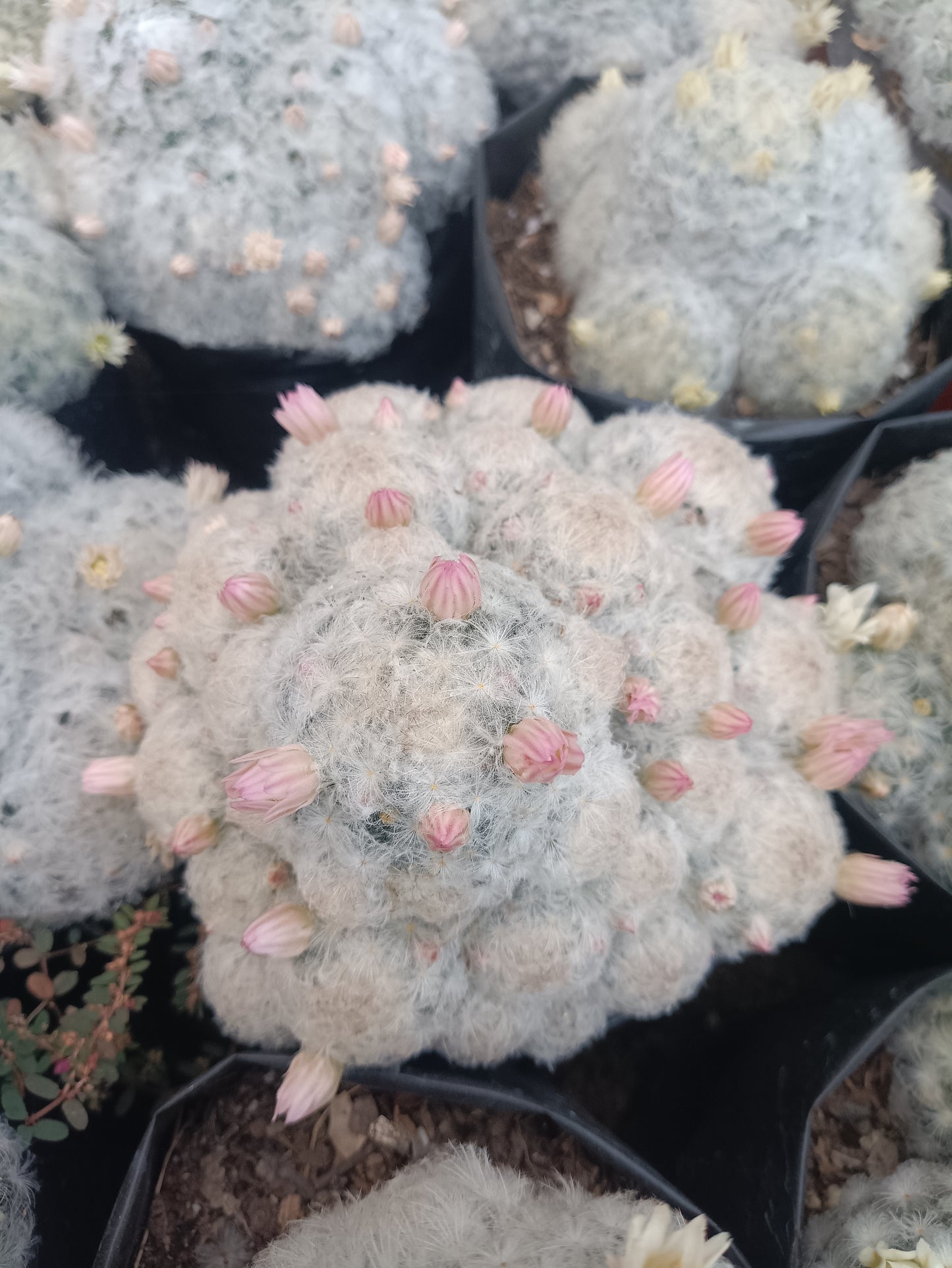 Mammillaria Plumosa Cactus: A Feathery Delight for Any Space