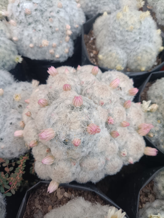 Mammillaria Plumosa Cactus: A Feathery Delight for Any Space