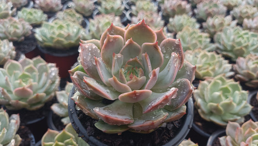 Echeveria ‘Latte Rose’ Hybrid Live Succulent (102–152mm Diameter) — Well Rooted & Mature – Bare-Rooted