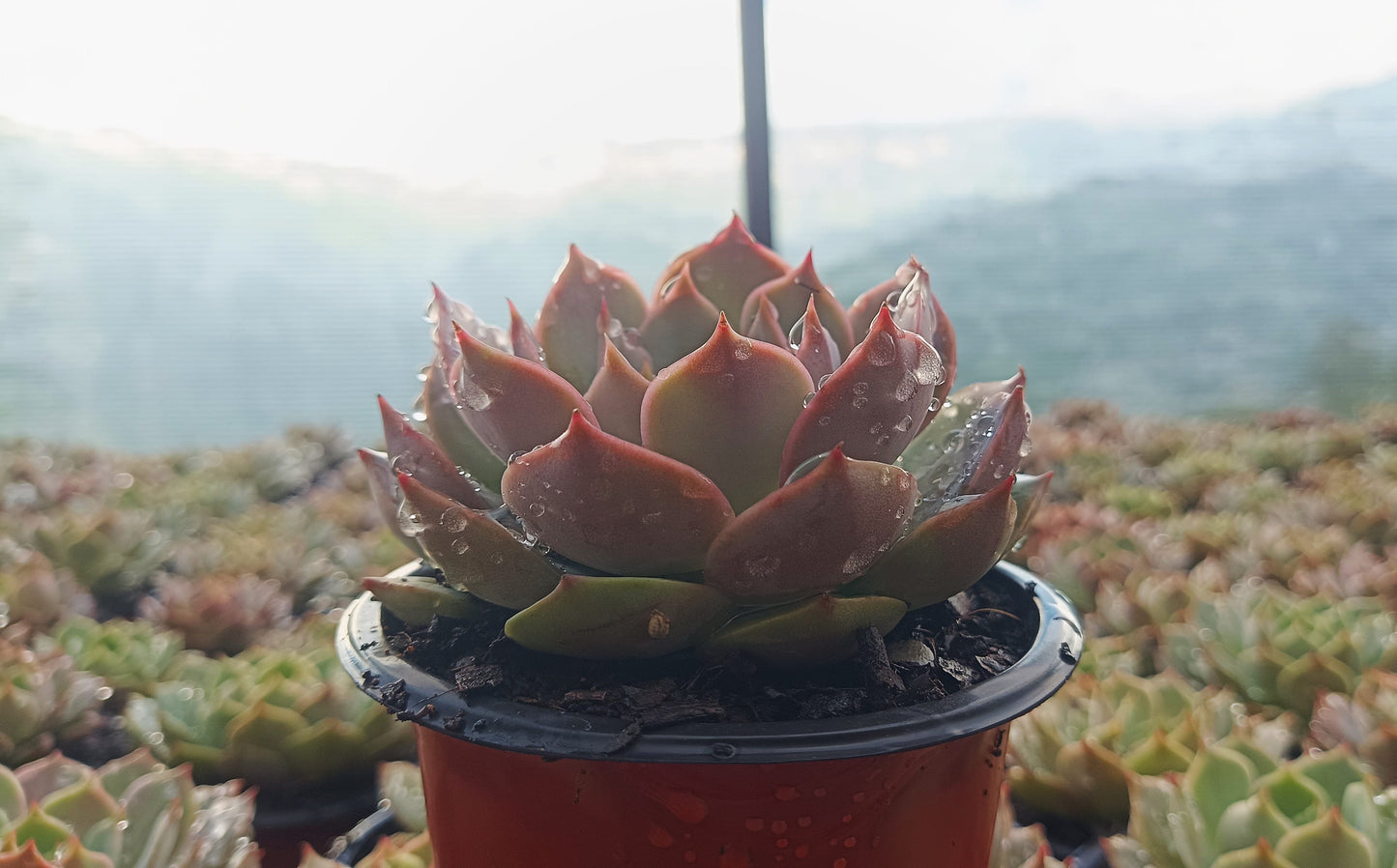 Echeveria ‘Latte Rose’ Hybrid Live Succulent (102–152mm Diameter) — Well Rooted & Mature – Bare-Rooted