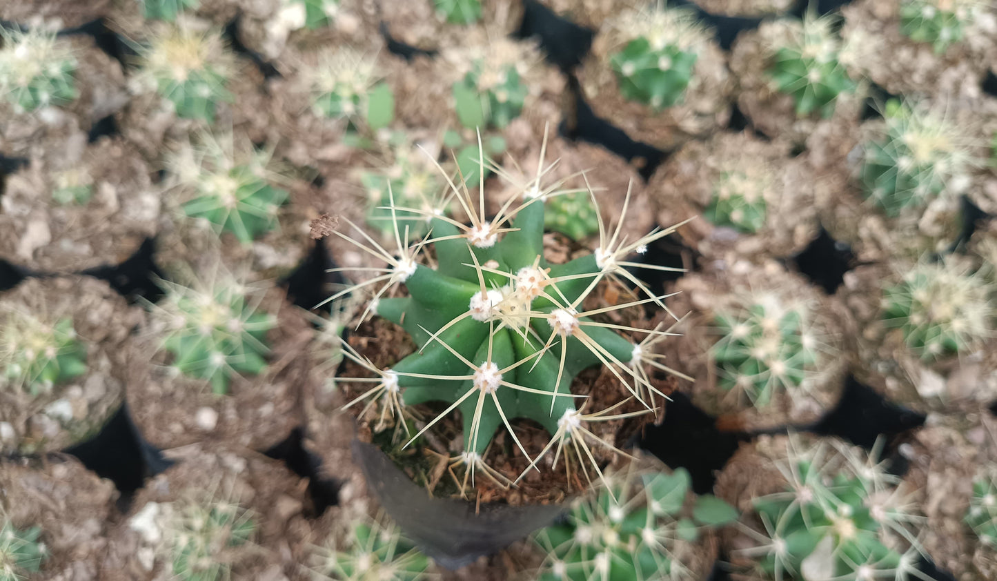 Ferocactus Glaucescens Cactus Live Bare-Rooted Plant (63–89mm Diameter) — Well Rooted & Mature