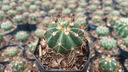 Melocactus Live Bare-Rooted Plant (63–89mm Diameter) — Well Rooted & Mature