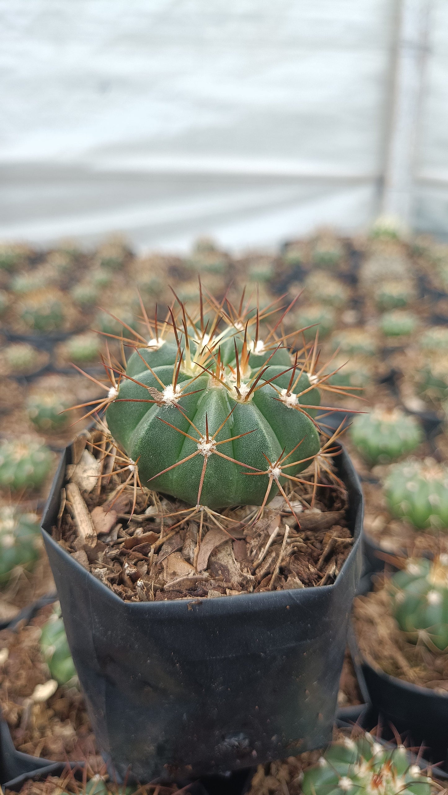 Melocactus Live Bare-Rooted Plant (63–89mm Diameter) — Well Rooted & Mature