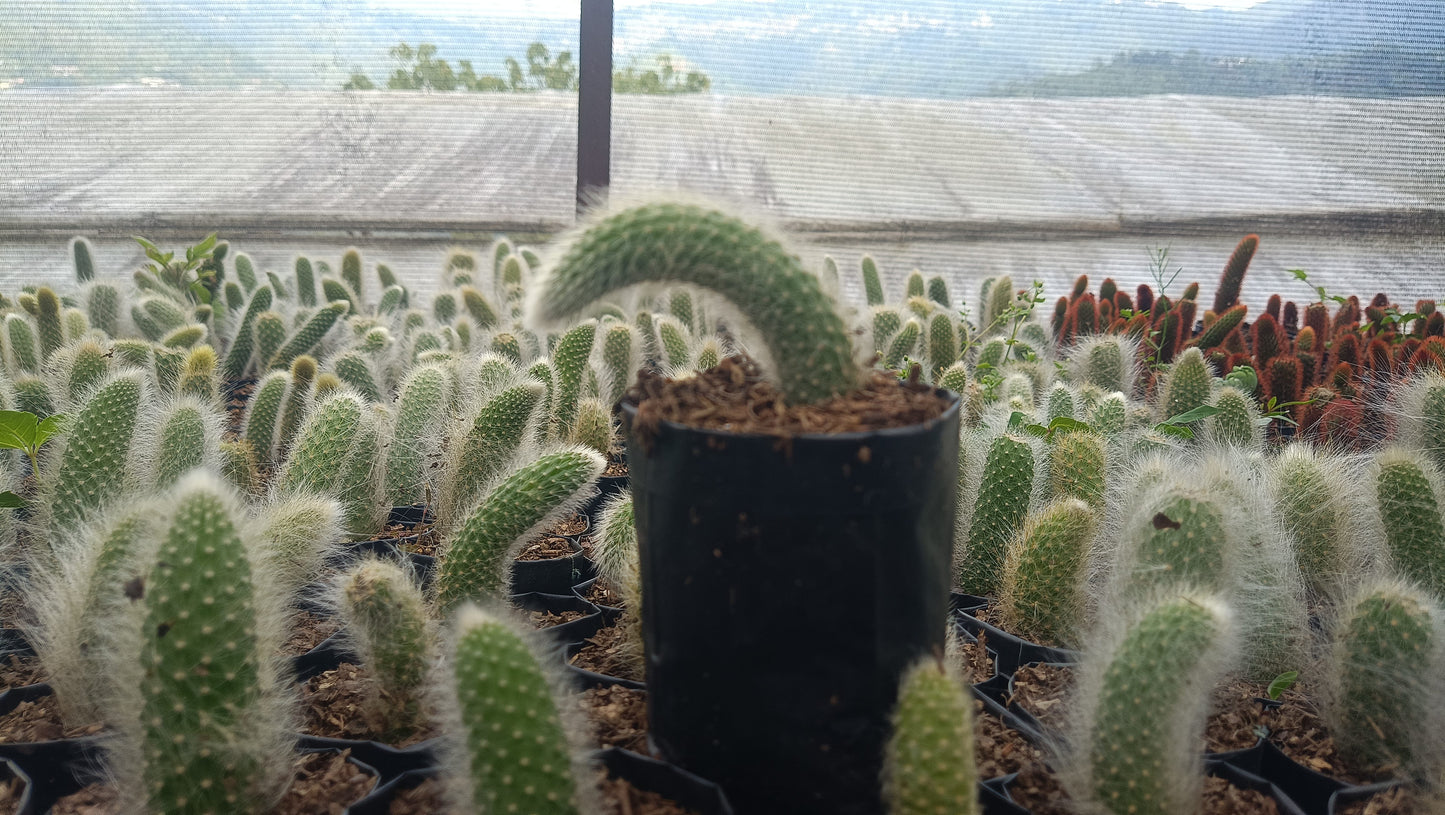 Monkey’s Tail Cactus (Rare Imported Bare Rooted Live Plant) – Bare-Rooted