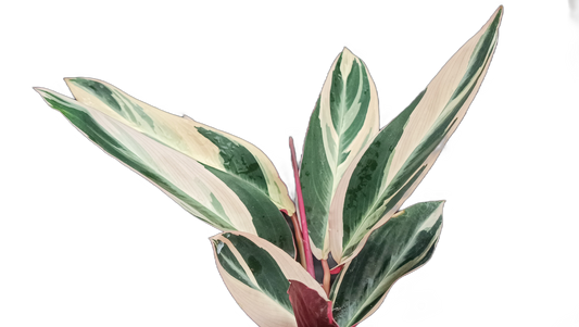 Stromanthe Triostar Variegated (Marantaceae): Available at Frek! – Bare-Rooted