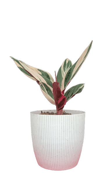 Stromanthe Triostar Variegated (Marantaceae): Available at Frek! – Bare-Rooted