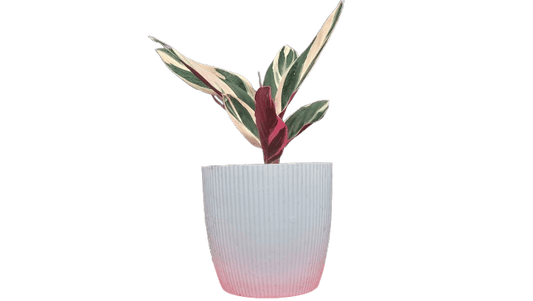 Stromanthe Triostar Variegated (Marantaceae): Available at Frek! – Bare-Rooted