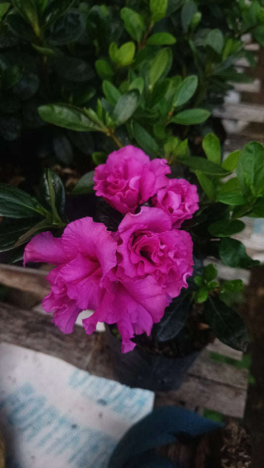 Azalea ‘Australian Light Purple’ – Bare-Rooted - Frek