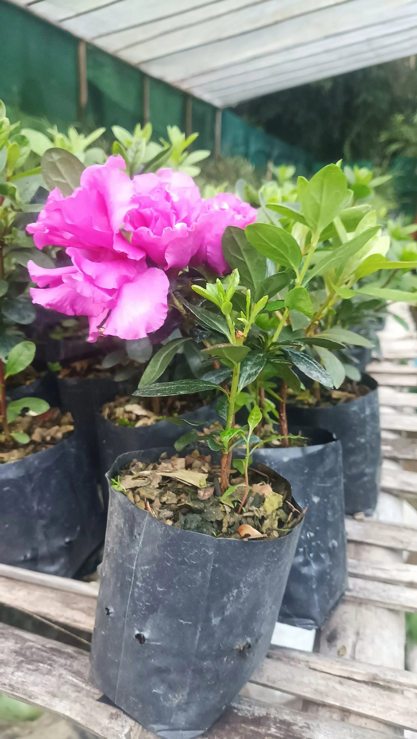 Azalea ‘Australian Light Purple’ – Bare-Rooted